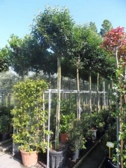 Portugese Laurier Als Boom (Prunus Lusitanica 'Angustifolia') -Klim Rose Winkel prunus lusitanica angustifolia 12 14ho