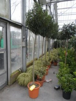 Portugese Laurier Als Boom (Prunus Lusitanica 'Angustifolia') -Klim Rose Winkel prunus lusitanica angustifolia 150stam c25