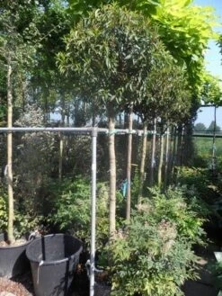 Portugese Laurier Als Boom (Prunus Lusitanica 'Angustifolia') -Klim Rose Winkel prunus lusitanica angustifolia 150stam c35