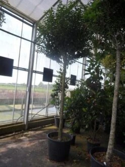 Portugese Laurier Als Boom (Prunus Lusitanica 'Angustifolia') -Klim Rose Winkel prunus lusitanica angustifolia 16 18ho c90