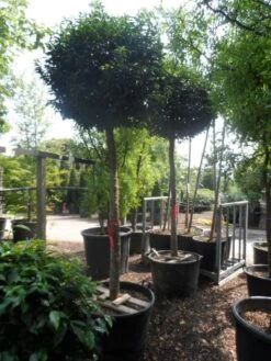 Portugese Laurier Als Boom (Prunus Lusitanica 'Angustifolia') -Klim Rose Winkel prunus lusitanica angustifolia 18 20 ho c130