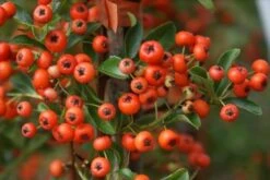 Vuurdoorn (Pyracantha 'Orange Glow') -Klim Rose Winkel pyracantha orange glow 10