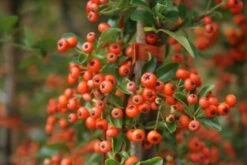 Vuurdoorn (Pyracantha 'Orange Glow') -Klim Rose Winkel pyracantha orange glow 11