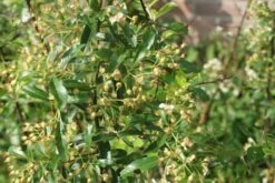 Vuurdoorn (Pyracantha 'Orange Glow') -Klim Rose Winkel pyracantha orange glow 1