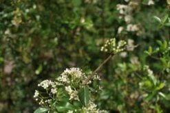 Vuurdoorn (Pyracantha 'Orange Glow') -Klim Rose Winkel pyracantha orange glow 2