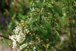 Vuurdoorn (Pyracantha 'Orange Glow') -Klim Rose Winkel pyracantha orange glow 3