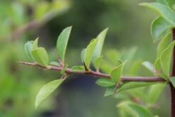 Vuurdoorn (Pyracantha 'Orange Glow') -Klim Rose Winkel pyracantha orange glow 4