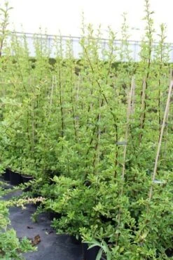 Vuurdoorn (Pyracantha 'Orange Glow') -Klim Rose Winkel pyracantha orange glow 6