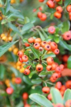 Vuurdoorn (Pyracantha 'Orange Glow') -Klim Rose Winkel pyracantha orange glow 7