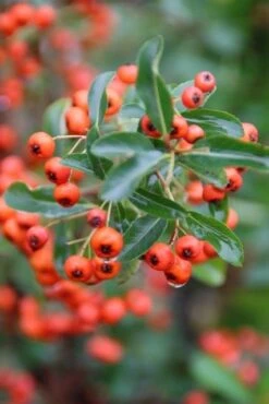 Vuurdoorn (Pyracantha 'Orange Glow') -Klim Rose Winkel pyracantha orange glow 8