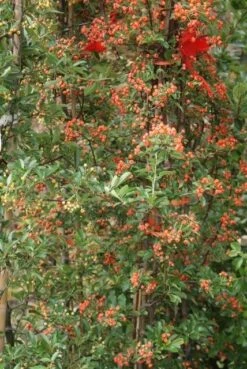 Vuurdoorn (Pyracantha 'Orange Glow') -Klim Rose Winkel pyracantha orange glow 9