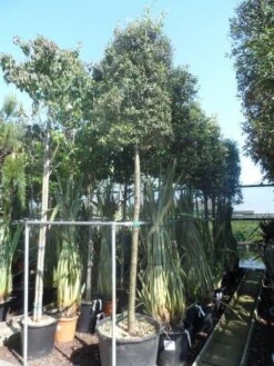 Steeneik Als Boom (Quercus Ilex) 33 Steeneik Als Boom (Quercus Ilex) -Klim Rose Winkel quercus ilex 16 18 20ho cont. cylindervormig