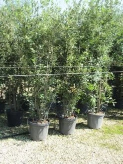 Steeneik Meerstammig (Quercus Ilex) -Klim Rose Winkel quercus ilex 200 250 meerstammig