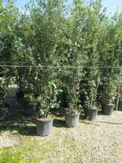 Steeneik Meerstammig (Quercus Ilex) -Klim Rose Winkel quercus ilex 200 250meerstammig