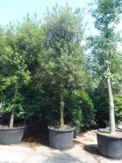 Steeneik Als Boom (Quercus Ilex) 35 Steeneik Als Boom (Quercus Ilex) -Klim Rose Winkel quercus ilex 30 35 40ho cont