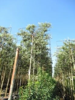 Steeneik Als Leiboom (Quercus Ilex) 17 Steeneik Als Leiboom (Quercus Ilex) -Klim Rose Winkel quercus ilex 8 10 leivorm