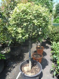 Steeneik Op Stam (Quercus Ilex) -Klim Rose Winkel quercus ilex halfstam c50 bol