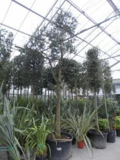 Kurkeik (Quercus Suber) 22 Kurkeik (Quercus Suber) -Klim Rose Winkel quercus suber