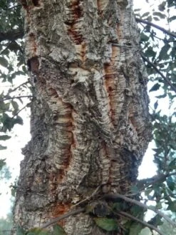 Kurkeik (Quercus Suber) 24 Kurkeik (Quercus Suber) -Klim Rose Winkel quercus suber 2 2