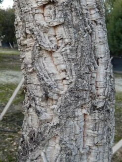 Kurkeik (Quercus Suber) 25 Kurkeik (Quercus Suber) -Klim Rose Winkel quercus suber 3 2