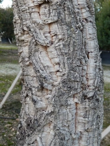 Kurkeik (Quercus Suber) 10 Kurkeik (Quercus Suber) - Afbeelding 8