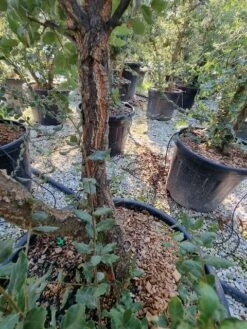 Kurkeik Meerstammig (Quercus Suber) -Klim Rose Winkel quercus suber meerstammig 1