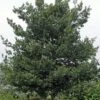Steeneik Als Boom (Quercus Ilex) -Klim Rose Winkel quercusilex steeneikv01