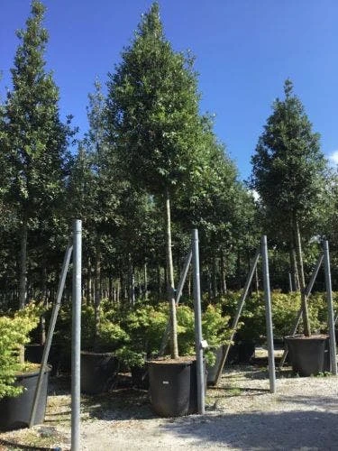 Steeneik Als Boom (Quercus Ilex) 7 Steeneik Als Boom (Quercus Ilex) - Afbeelding 5