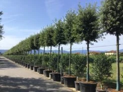 Steeneik Als Boom (Quercus Ilex) 21 Steeneik Als Boom (Quercus Ilex) -Klim Rose Winkel quercusilexv05