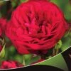Stamroos (Rosa 'Red Meilove') -Klim Rose Winkel red meilove v