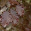 Rode Beuk Als Leiboom (Fagus Sylvatica 'Atropurpurea') -Klim Rose Winkel rodebeukbladv01