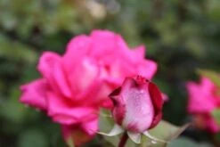 Grootbloemige Roos (Rosa 'Acapella') -Klim Rose Winkel rosa acapella 2