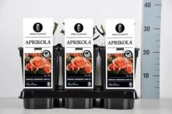 Klim Rose Winkel -Klim Rose Winkel rosa aprikola in de winter