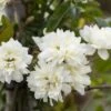 Klimroos (Rosa Banksiae Alba) -Klim Rose Winkel rosa banksiae alba 1