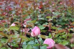 Grootbloemige Roos (Rosa 'Beverly') -Klim Rose Winkel rosa beverly 2