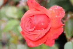 Klimroos (Rosa 'Bionda') -Klim Rose Winkel rosa bionda 1