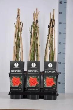 Klim Rose Winkel -Klim Rose Winkel rosa bionda in de winter c3