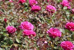 Speciale Roos (Rosa 'Blackberry Nip') -Klim Rose Winkel rosa blackberry nip 2 1