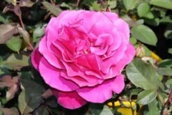 Speciale Roos (Rosa 'Blackberry Nip') -Klim Rose Winkel rosa blackberry nip 3