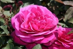 Speciale Roos (Rosa 'Blackberry Nip') -Klim Rose Winkel rosa blackberry nip 3 1