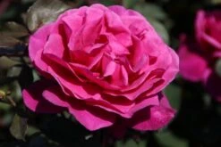 Speciale Roos (Rosa 'Blackberry Nip') -Klim Rose Winkel rosa blackberry nip 4 1