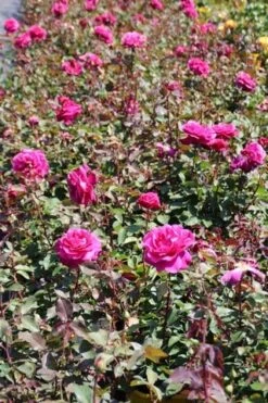 Speciale Roos (Rosa 'Blackberry Nip') -Klim Rose Winkel rosa blackberry nip 5