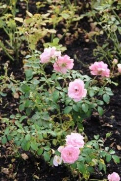 Trosroos (Rosa 'Bonica 82') 12 Trosroos (Rosa 'Bonica 82') -Klim Rose Winkel rosa bonica 82 1