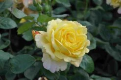 Klimroos (Rosa 'Climbing Chinatown') -Klim Rose Winkel rosa climbing chinatown