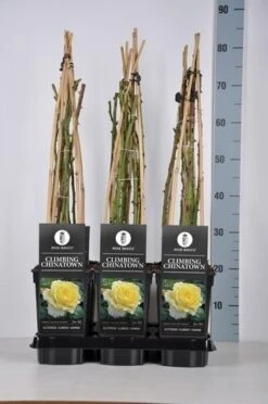 Klimroos (Rosa 'Climbing Chinatown') -Klim Rose Winkel rosa climbing chinatown in de winter