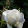 Klimroos (Rosa 'Climbing Snow Princess') 2 Klimroos (Rosa 'Climbing Snow Princess') -Klim Rose Winkel rosa climbing snow princess 1