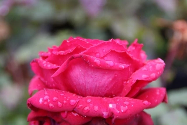 Grootbloemige Roos (Rosa 'Duftfestival') 4 Grootbloemige Roos (Rosa 'Duftfestival') - Afbeelding 2