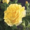 Klimroos (Rosa 'Golden Climber') -Klim Rose Winkel rosa golden climber 2