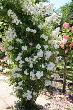 Miniklimroos (Rosa 'Guirlande D'Amour') 14 Miniklimroos (Rosa 'Guirlande D'Amour') -Klim Rose Winkel rosa guirlande d amour 1