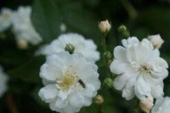 Miniklimroos (Rosa 'Guirlande D'Amour') -Klim Rose Winkel rosa guirlande d amour 1